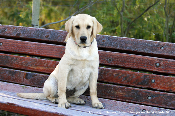 Yellow Labrador Retriever Puppy