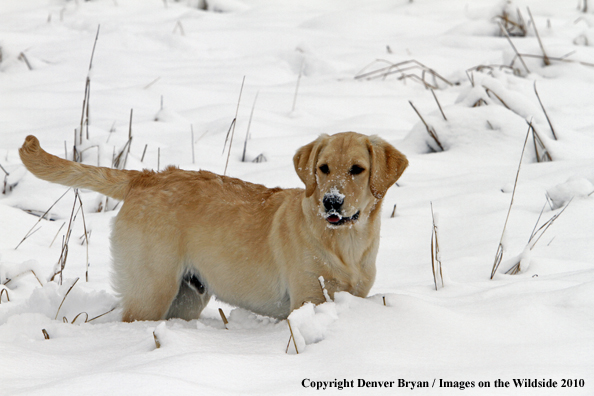 Yellow Labrador Retriever Puppy in the snow