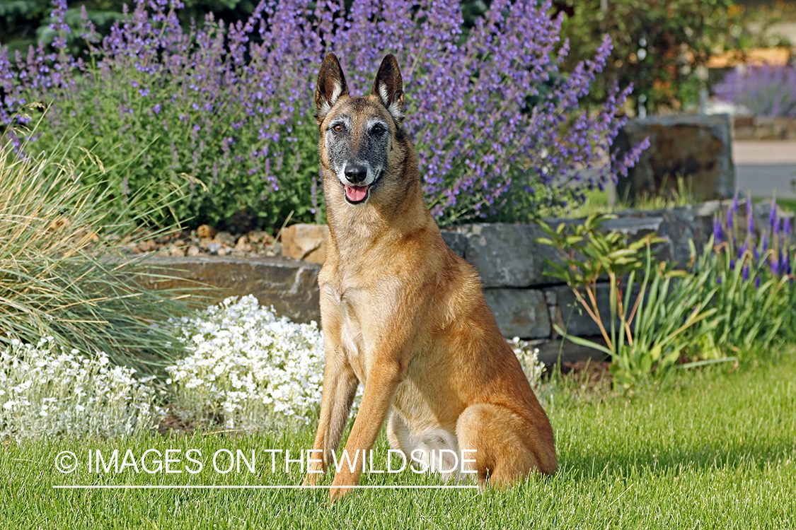 Belgian Shepard Malinois in grass.