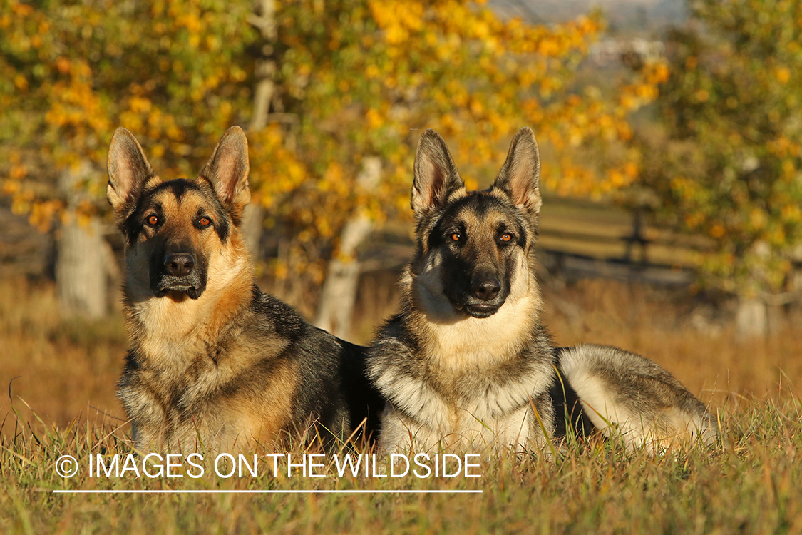 German Shepherds in grass.