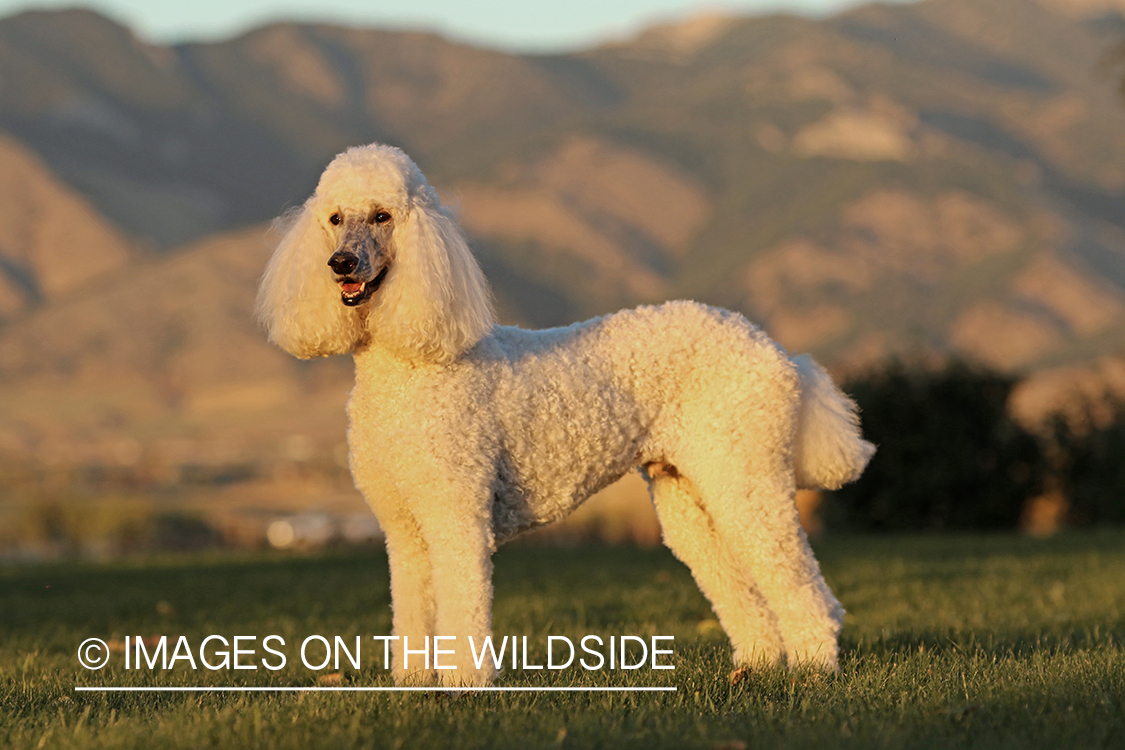 Standard Poodle in front of mountains.