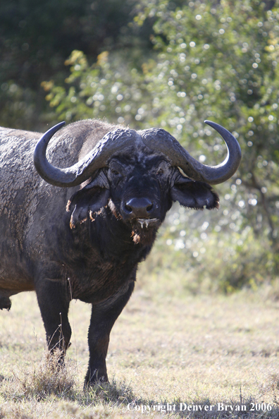 African Cape Buffalo