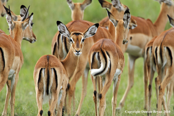 Impala herd in Africa.