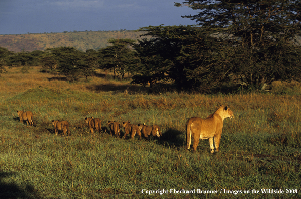 African Lioness with cubs