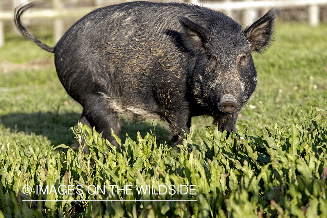 Feral hog in habitat.