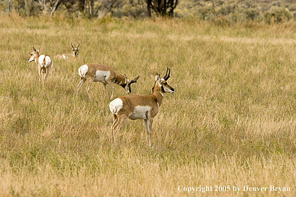 Antelope/pronghorn in field.
