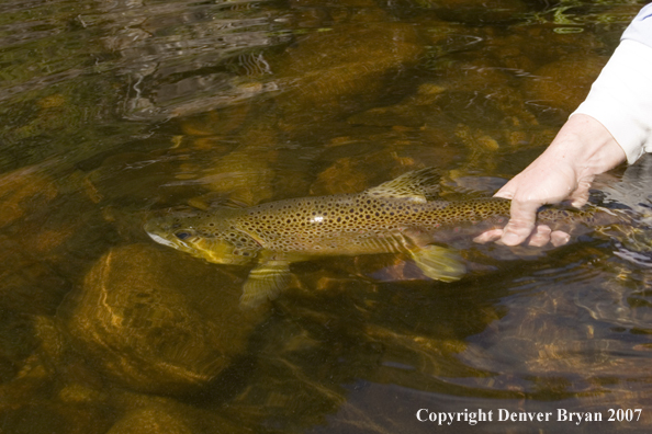 Brown Trout