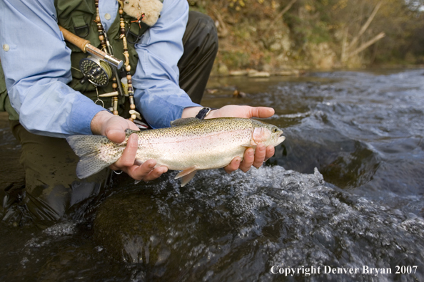 Fisherman releasing rainbow trout