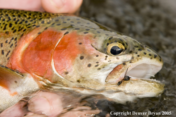 Rainbow trout