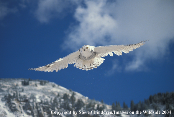 Snowy owl.