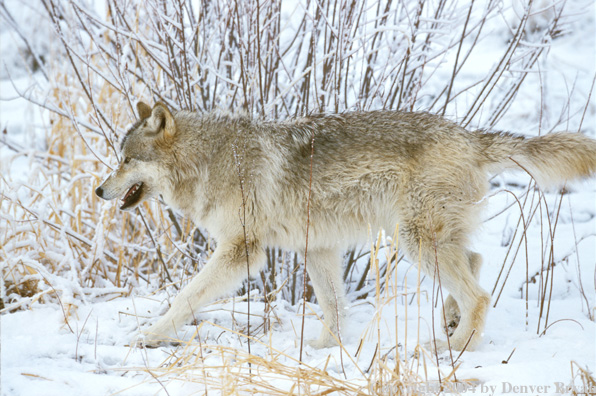 Gray wolf in winter habitat.