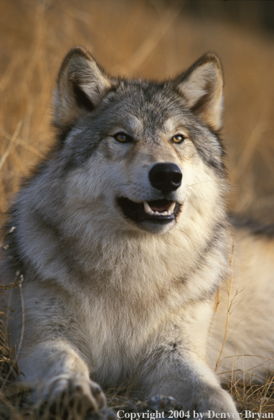 Gray wolf in habitat.