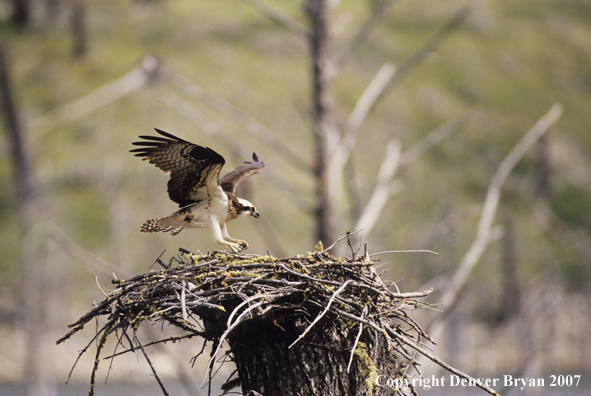 Osprey landing in nest.