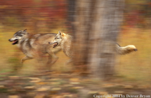 Gray wolves running.