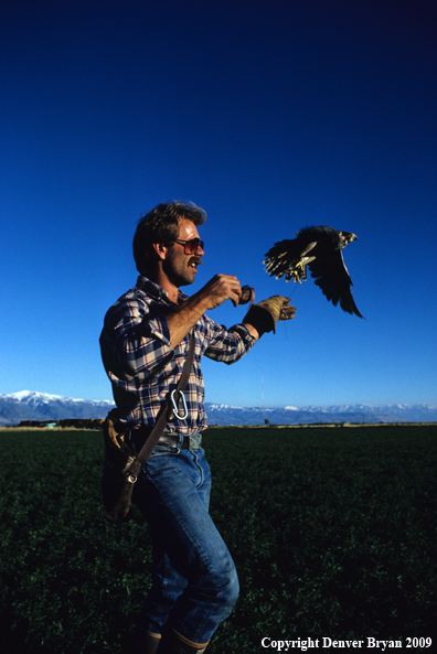 Falconer casting Peregrine Falcon