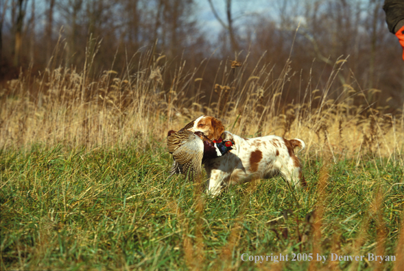 Brittany Spaniel retrieving bagged pheasant.