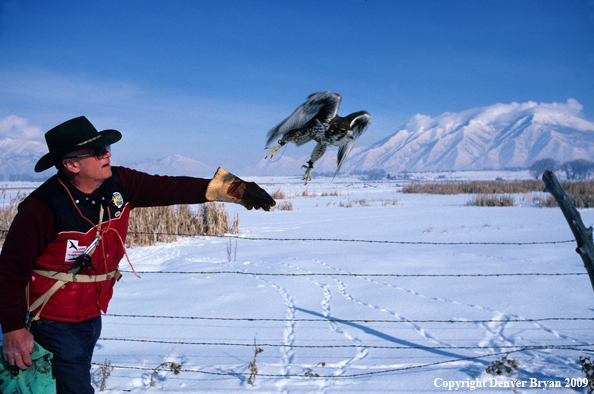 Falconer casting Prairie Falcon