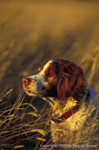 Brittany Spaniel.