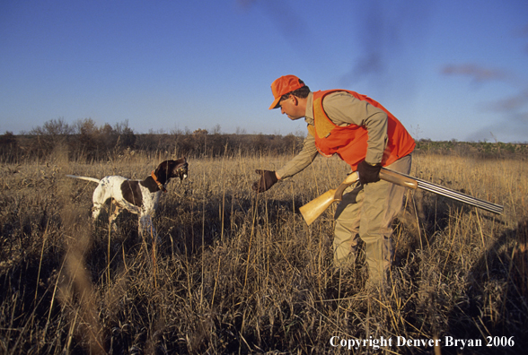 Upland game bird hunter retrieving quail from dog.