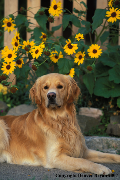 Golden Retriever.