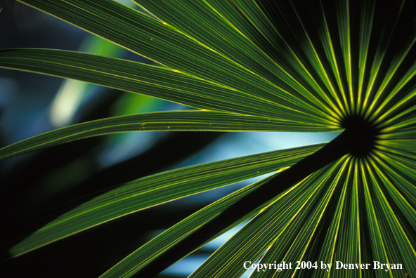 Palmetto tree frond