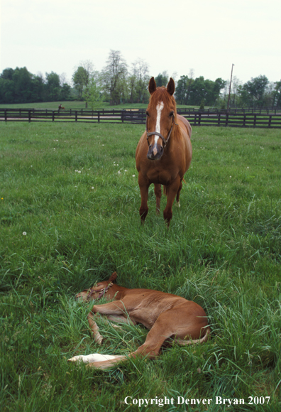 Thoroughbred mare in pasture with foal lying down. 