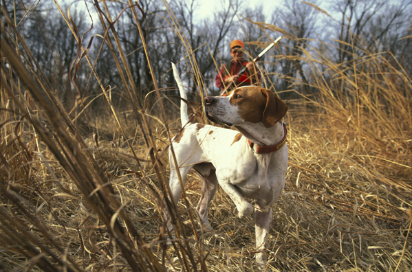 Upland bird hunter moving up on English Pointer.