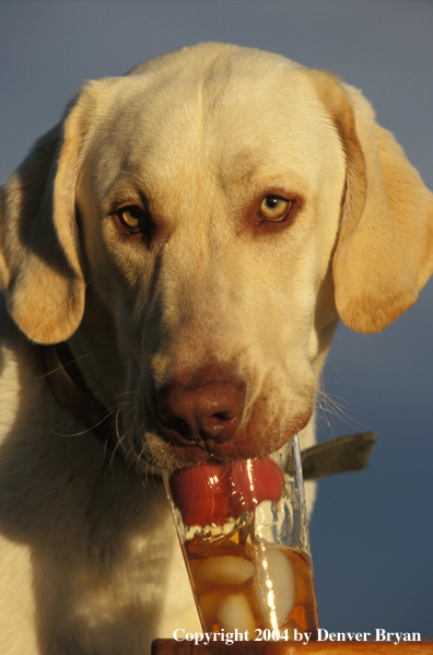 Yellow Labrador Retriever drinking iced tea.