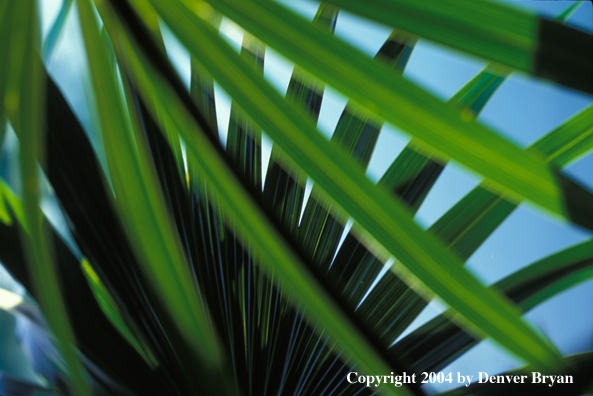 Palmetto tree fronds