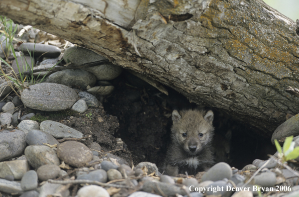 Gray wolf pups in den.