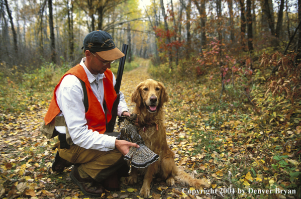 Upland bird hunter with Golden Retriever and ruffed grouse.