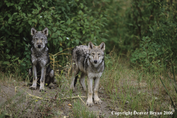 Gray wolf pups in habitat.