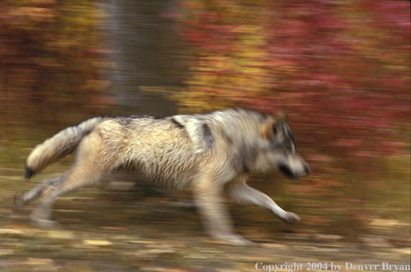 Gray wolf running.