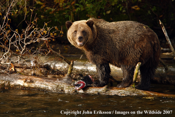 Grizzly/Brown Bear in habitat eating fish