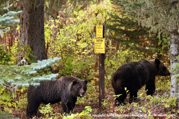 Brown/Grizzly Bear in habitat