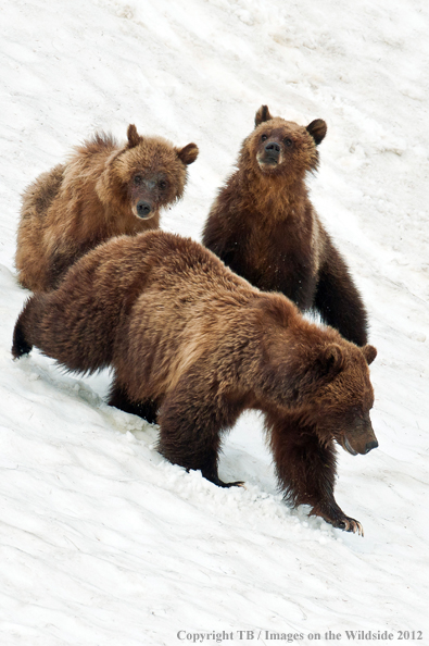 Grizzly bears in snow. 