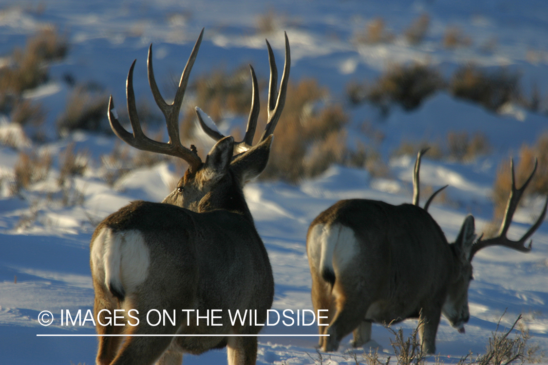 Mule deer in habitat