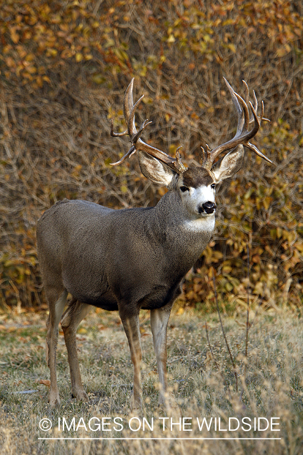 Mule deer 