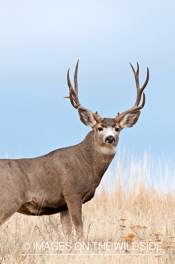 Mule Deer in habitat.