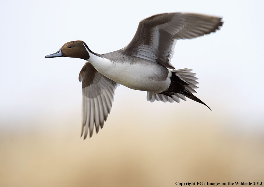 Pintail in flight.
