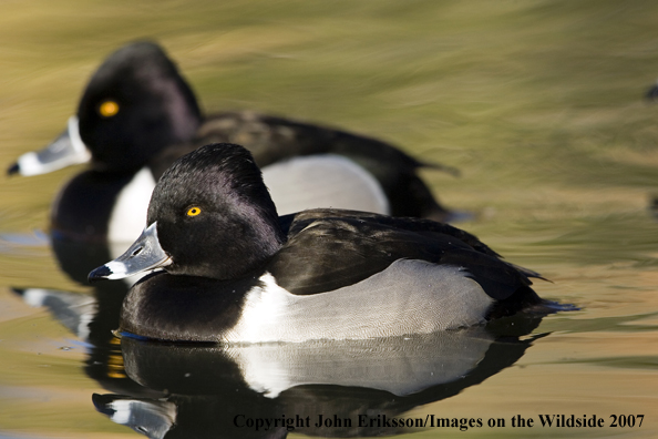 Ring-necked ducks
