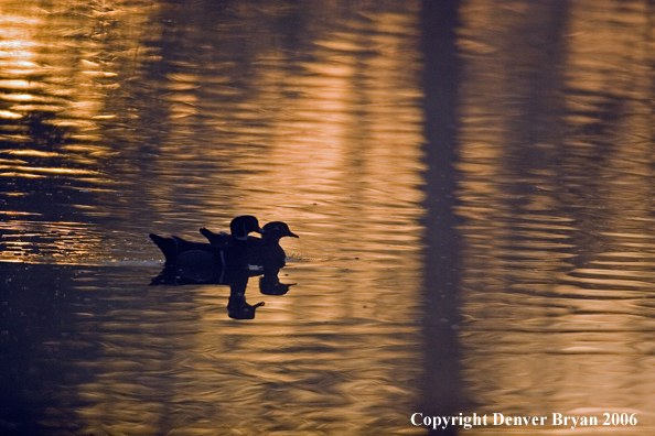 Wood duck pair swimming.