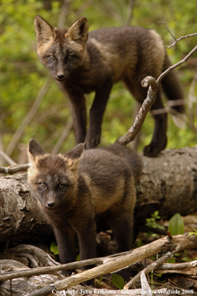Red Fox Pups in habitat