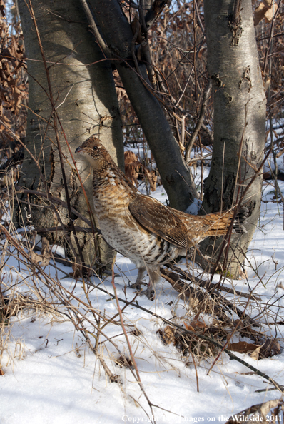 Ruffed Grouse in habitat. 