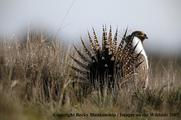 Sage grouse in habitat