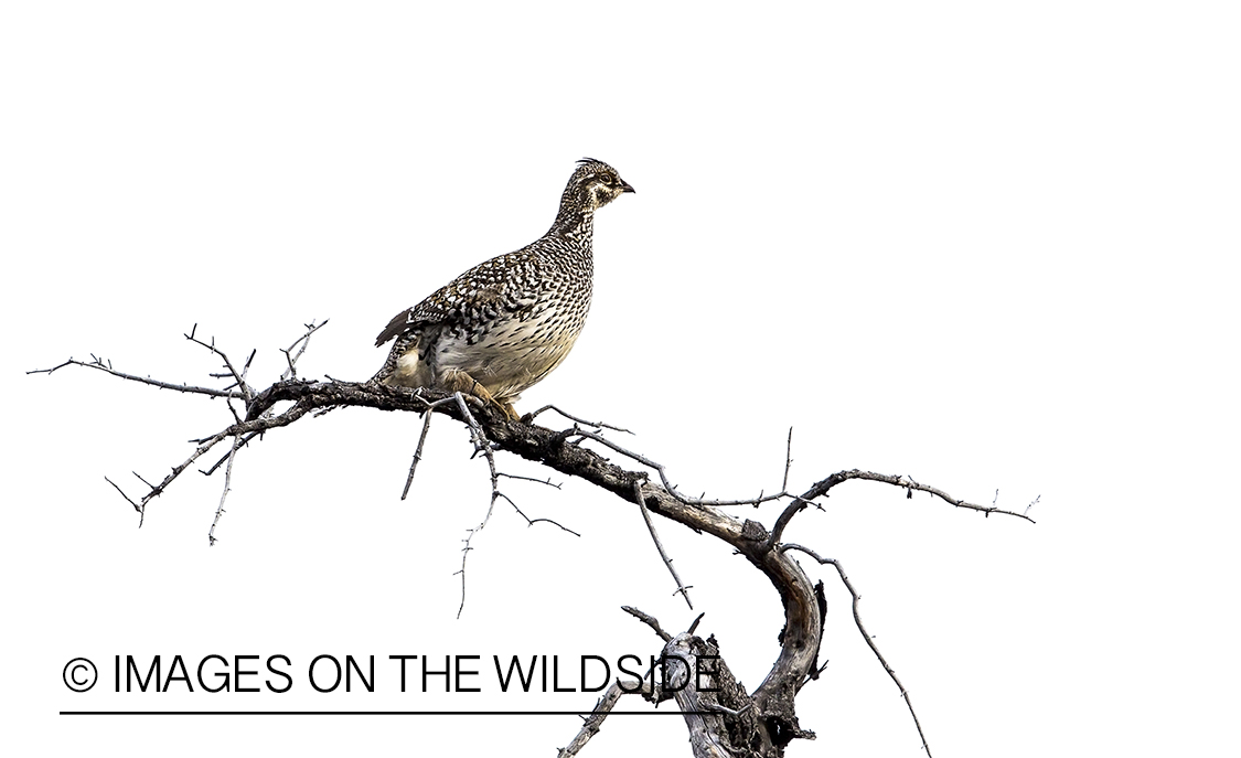 Sharp-tailed Grouse perched on branch.
