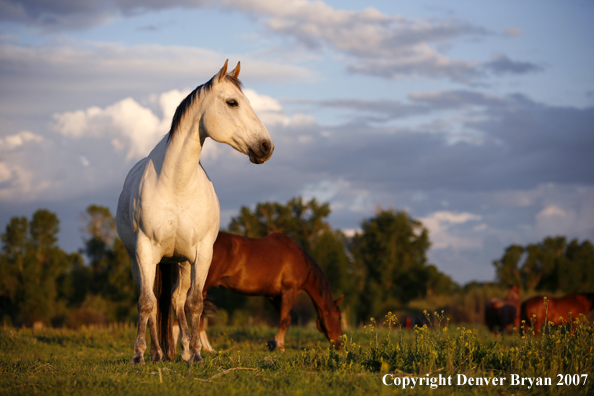 Quarter horses in field