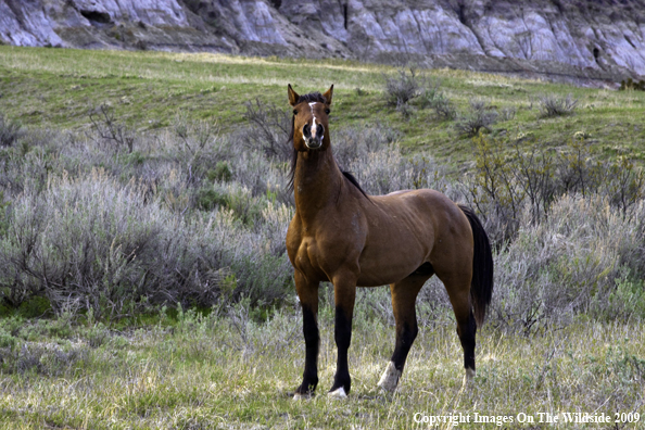 Wild horse
