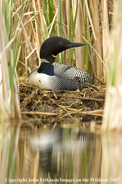 Loon on nest