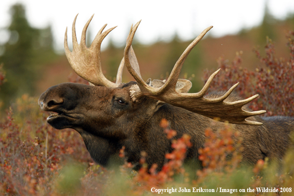Bull Moose in Habitat